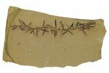 Dawn Redwood (Metasequoia) Fossil - Montana #165234-1